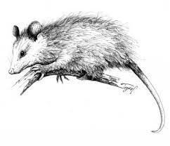 Opossums Find Cold Comfort In New England S Winters The Outside Story Opossum Tattoo Wildlife Tattoo Opossum