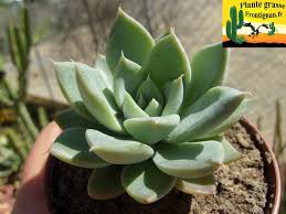 Echeveria Castille Plantes Grasses