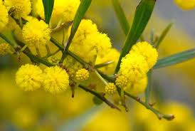 Fiori gialli spontanei inverno / numerosi sono i fiori invernali spontanei che possiamo vedere girando nel territorio del sud est milanese gallery natura 7giorni : Fiori Gialli Nomi Piante Perenni Nomi Dei Fiori Gialli
