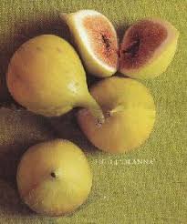 Résultat de recherche d'images pour "yellow lebanese fig"