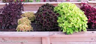Image result for Coleus sylvestris