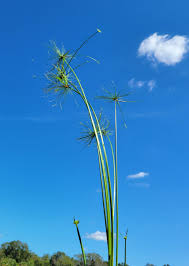 Image result for Cyperus sp. no. 1