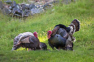 Ruckle Provincial Park - Images ...