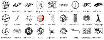 Plant and animal cells are similar, consisting of a protoplast bounded by a cambium cells produce new cells by mitosis to make the stem thicker. Biology Diagram And Illustration Software Start Biology Drawing Easily
