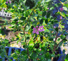 Image result for Blotiella crenata