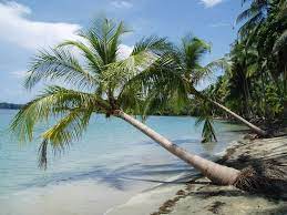 Walk To The Beach 5 Closest Beaches Near Bocas Town Bocas Del Toro Travel Cartagena De Indias Parques Naturales Cartagena De Indias Colombia