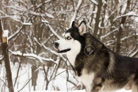 From wikipedia, the free encyclopedia. Husky Schnee Winter Schone Stolze Tier Wilden Hund Wolf å…ç‰ˆæ¬Šç…§ç‰‡ åœ–ç‰‡ ç•«åƒåŠåœ–ç‰‡åº« Image 73186871