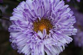 Free Image On Pixabay Flowers Purple Asters Nature Flowers Aster Garden Projects