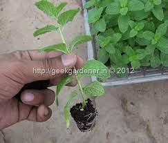 Pin On Gardening