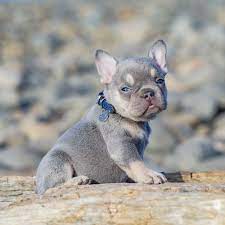 The blue french bulldog color is in the rare or exotic color price range. Lilac French Bulldog Puppies For Sale Australia Pets Lovers