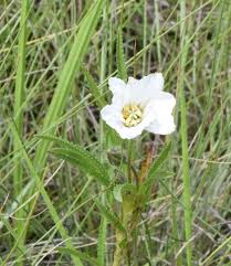 Image result for Monsonia senegalensis