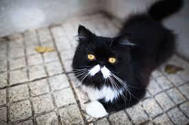 There are options for both male cats and female felines, which work well for young kittens. Black And White Cat Names Male Female The Cute Creative Cool Cute Cat Names Halloween Names For Cats Male Cat Names Unique