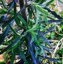 Image result for Erigeron bonariensis