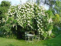 Vue Sur Le Jardin Jardins Jardin Exterieur Fleur Jardin