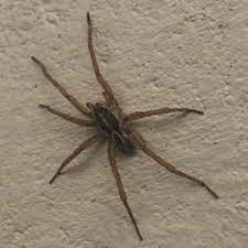 I don't like killing any bugs or spiders and i also don't like using pesticides but earwigs have really upset me this spring so i need to figure out a way to. Spiders In Tennessee Species Pictures