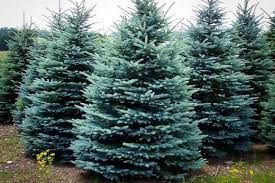 Official travel and visitor information for the state of utah. Trees Guaranteed To Grow In Northern Utah Trees We Sell Pine Trees