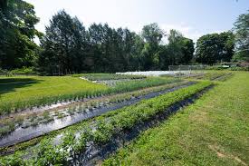 Small but Mighty — Meet Susanna Meyer and Neil Stauffer of Mighty Small  Farm