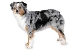 Known for their agility and obedience, they make great ranch dogs and they're popular as. Australian Shepherd Dog Breed Information Pictures Characteristics Facts Dogtime