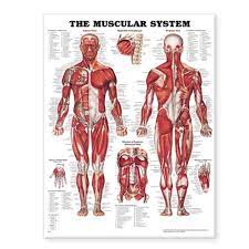 We did not find results for: The Muscular System Anatomical Chart