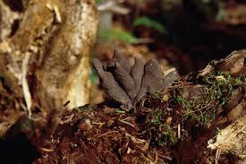 Image result for Xylaria polymorpha