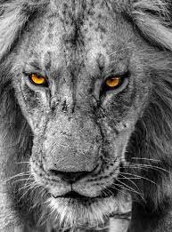 Eye Of The Lion Lion Eyes Lion African Lion
