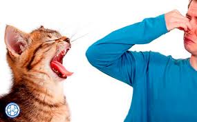 Https Xn 7sbbbhlbdcc8a2ap0m4e Com Treatment Symptoms Of Diseases Of Cats A Cats Unpleasant Breath Html