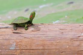 A Guide to Caring for Red-Eared Slider Turtles as Pets