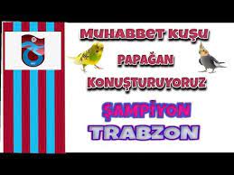 pin on muhabet kusu besiktas