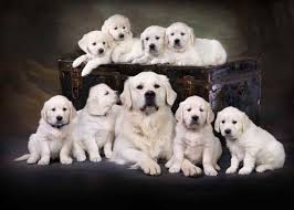 You have thousands of options for buying michigan labrador retriever puppies online, but it's almost impossible to thoroughly vet. English Cream Golden Retriever Puppies For Sale In Michigan Petsidi