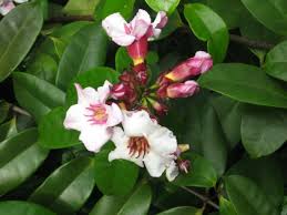 Image result for Strophanthus