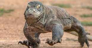 Browse 42 dragonfish stock photos and images available, or search for dragon fish or anglerfish to find more great stock photos and pictures. Here Be Dragons Indo Yachts Blog