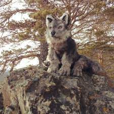Realistic Stuffed Animals Posable Wolf Stuffed Wolf Wolf Etsy Realistic Stuffed Animals Dog Stuffed Animal Animal Dolls