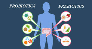 PREBIOTICS AND PROBIOTICS-The Gut friendly Bacteria – Steadfast Nutrition