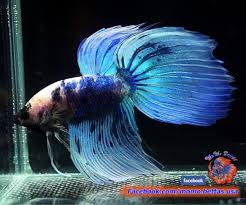 Pin By Marianne Sans On Beautiful Betta Fish Betta Betta Fish Tropical Fish
