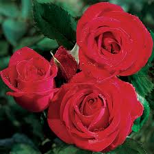 * qty breaks are available. Veterans Honora Hybrid Tea Rose