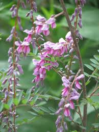 Image result for Indigofera lydenburgensis