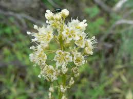 Image result for Persicaria hystricula