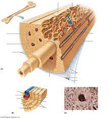 For example if the ocular is 10x, and objective is 40x, the specimen is magnified 400 times. Microscopic Structure Of A Compact Bone Diagram Quizlet
