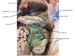 Fetal Pig Images