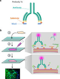 Because its sequence specificity is far more stringent than that of factor xa, thrombin, or enterokinase, tev protease is a very useful reagent for cleaving fusion proteins. Monitoring Protease Activity In Biological Tissues Using Antibody Prodrugs As Sensing Probes Scientific Reports