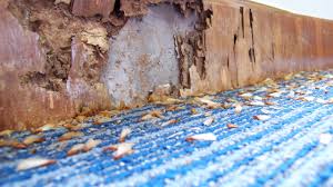 How do you tell if termites are active in your house? Should You Buy A Home With Termite Damage Bankrate
