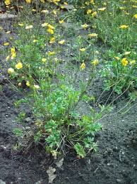 Image result for Ranunculus oreophytus