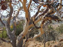 Image result for Ochna pulchra