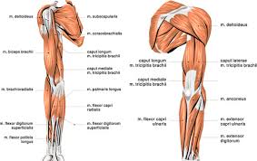 The shoulder muscles are associated with movements of the upper limb. 92 833 Best Shoulder Muscles Images Stock Photos Vectors Adobe Stock