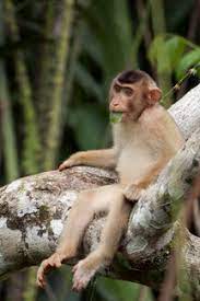 Sepilok orangutan rehabilitation centre is located about 25 kilometres west of sandakan in the state of sabah, malaysia. Malaysia Borneo Sepilok Orangutan Rehabilitation Centre Young Northern Pig Tailed Macaque Stockphoto