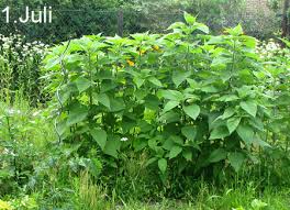 Helianthus tuberosus pflanzen pflanzenbestimmung erdbirne. Topinambur Das Wilde Gartenblog