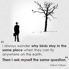 I always wonder why birds choose to stay in the same place when they can fly anywhere on the earth, then i ask myself the same question. harun yahya. Pin On Wanna Go