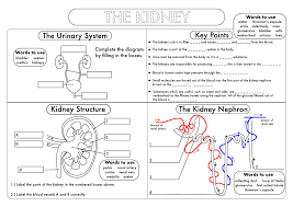 Gcse Biology Kidney Structure And Function Worksheet Updated Teaching Resources In 2020 Biology Worksheet Biology Biology Resources