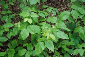 Jun 28, 2021 · the main vine does not have thorns. Touch Me Nots Poison Ivy Poison Oak And Poison Sumac Alabama Cooperative Extension System
