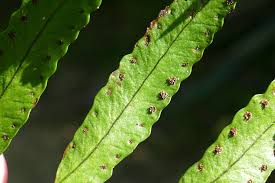 Image result for Arthropteris